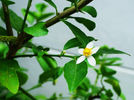Lime flower is hermaphroditic , having perfect flower with both male and female parts.の写真素材