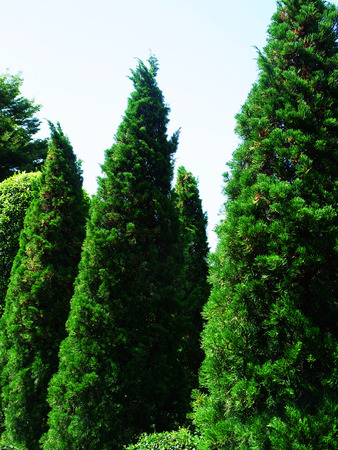 Pencil pines grow upright , columnar conifer and dark dense foliage.They are grown as ornamental trees.の写真素材