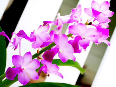Pink flowers of Dendrobium orchid species . Species are spread out in Asia and the Pacific Islands.