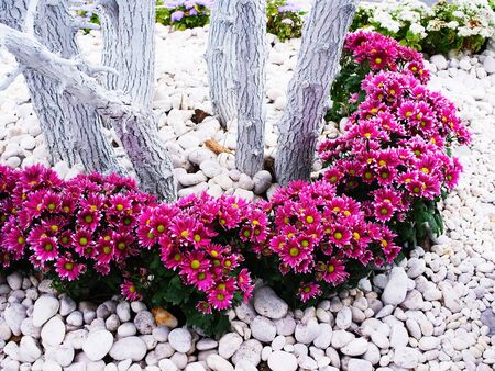Chinese asters is  an annual flower which grows  best in full sun and rich soil.の写真素材