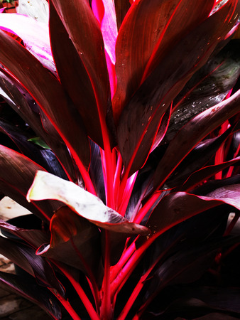 The small shrub with erected trunk and no branches. Leaves are wide , oval and pointed. Leave colors are red , green , purple with red petioles.の写真素材