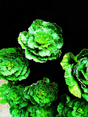 Cabbage is a leafy biennial plant that grown for its dense - leaved heads.の写真素材