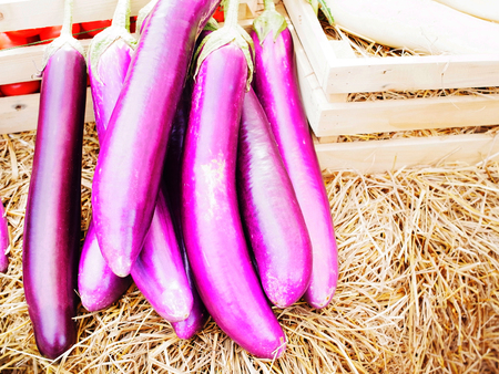 The eggplant is a edible tropical fruit or vegetable with deeply purple , glossy skin.の写真素材