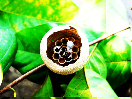 A nest of some insect like hornet looks like jar shape.It is made of saliva , pieces of paper and wood pulp.This cross section show structure of a horizontal  layer of cells.の写真素材