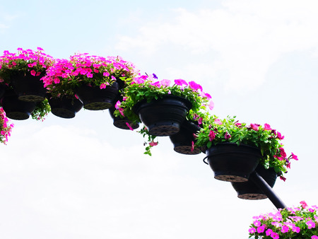 The flowers of tropical region with hairy leaves and five lobes of petals. They can be planted as pot flowers in a row.の写真素材
