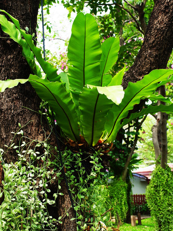 The epiphytic fern that grow in a tight , nest - liked clump on tree or even or rocks.の写真素材