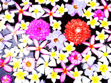 Colorful flowers of chrysanthemum , plumeria and clock vine are arranged in a basin for decoration and worship to god.の写真素材