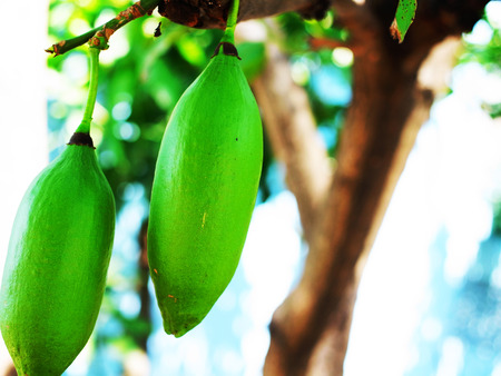 Each fruit of kapok tree has about 200 seeds and will spread all over the area when the fruit burst open.の写真素材