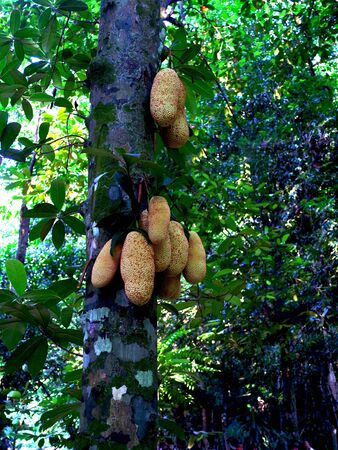 The  large evergreen cempedak with theirs  cylindrical - shaped friuts.