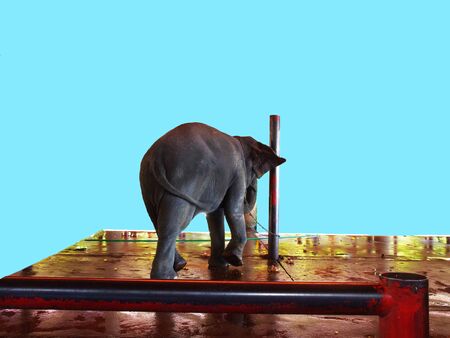 An chained elephant standing on a stage.の写真素材