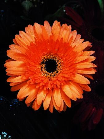 A yellow chrysanthemun in blooming stage and is symbolic of nobility in China.の写真素材