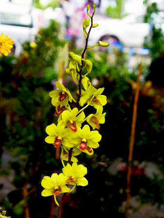 Flowerの写真素材