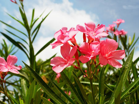 The small evergreen shrub with pink flowers and is considered one of the most poisonous of garden plants.の写真素材