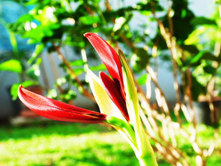 The evergreen herbaceous bulbous plant with red flowers.の写真素材