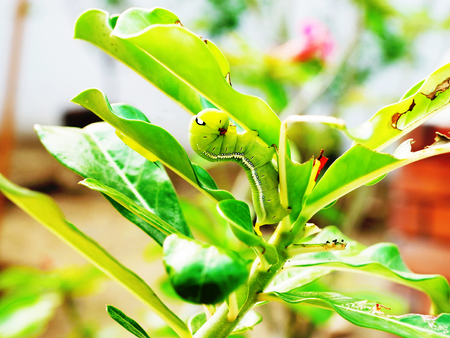 A voracious caterpillar are eating leaves .の写真素材