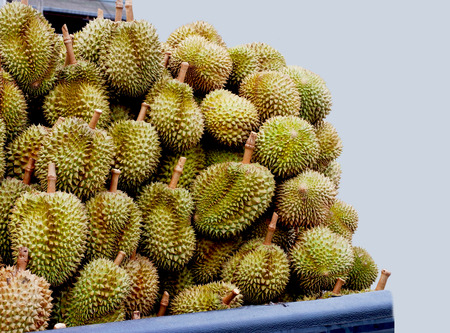 The fruit with numerous spikes outside but soft , sweet , succulent flesh inside.の写真素材