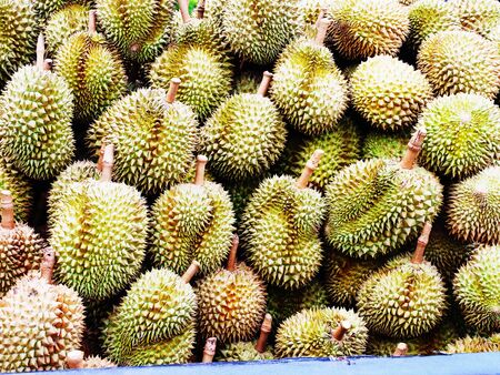 The fruit with numerous spikes outside but soft , sweet , succulent flesh inside.の写真素材
