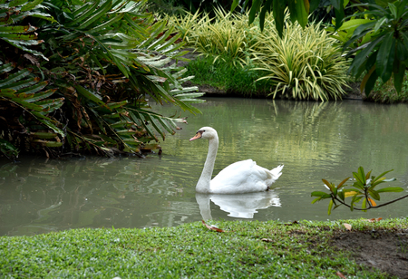 A white swan is joyfully  swimming  in a pool .の写真素材