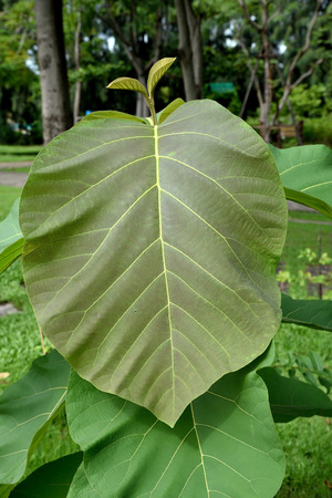 Young teak with ovate - elliptic leaves that are held on robust petioles.の写真素材