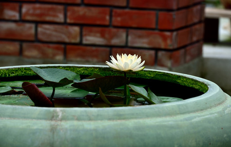 The small yellow lotus flower slightly erected above water level in a basin.の写真素材
