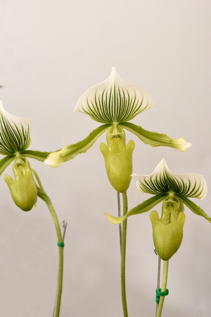 The flowering plant commonly called  ' lady 's slippers ' with the pouch - like labellum of the flower.の写真素材