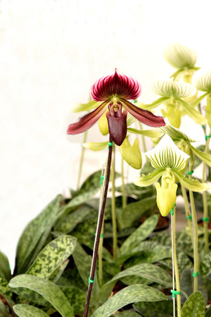 The flowering plant commonly called  ' lady 's slippers ' with the pouch - like labellum of the flower.の写真素材