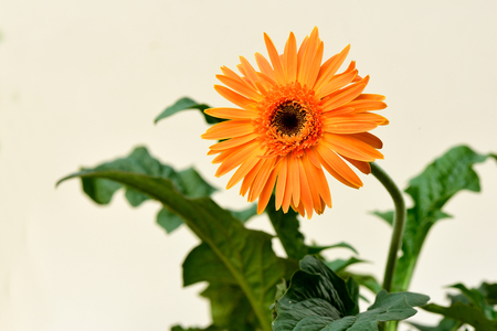 A large capitulum with two -  lipped ray florets in yellow color.の写真素材