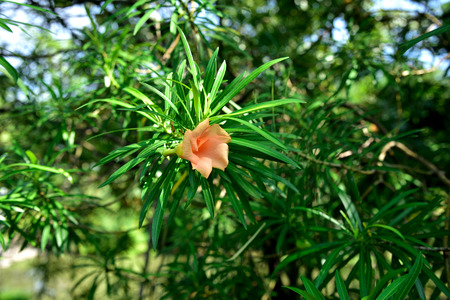 A large ornamental  flowering shrub with yellow flowers . All parts of it are toxic to most...