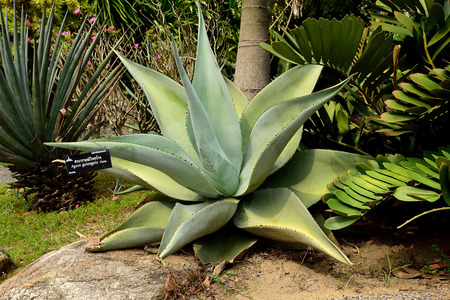 The succulent plant with a large rosette of thick ,fleshy leaves . This picture was taken from the botanical garden in Suan Luang Rama 9th , Bangkok , Thailand.の写真素材