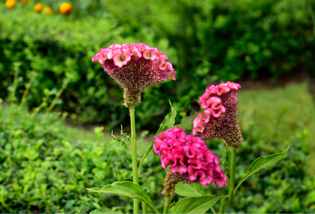 Ornamental plants  which  theirs  flowesr  look  like the heads of roosters.