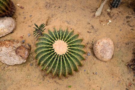 Top view of mature echinocactus grusonii showing it areolar and long sharp spines.の写真素材