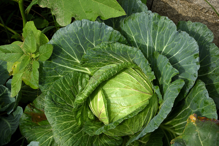 A leafy vegetable is round or oval in shape . It is  grown for its  dense - leaved heads.の写真素材