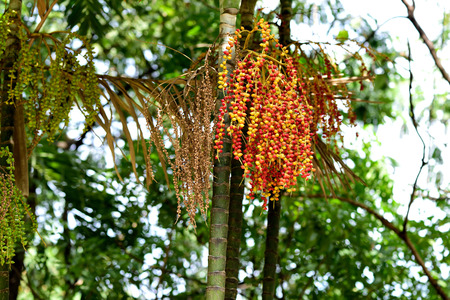 Round and oval  fruits in bright red and yellow colors of Macarthur palm.