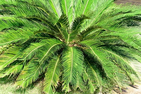 A rosette of pinnate leaves of  a cycad plant.の写真素材