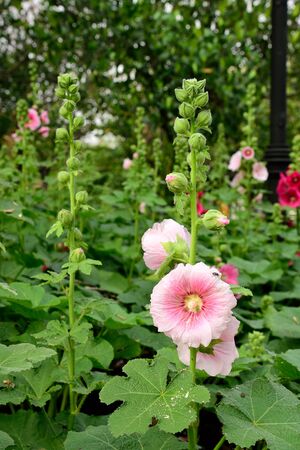 The flowering plant with toothed leaf blades and solitary or arranged flowers.の写真素材