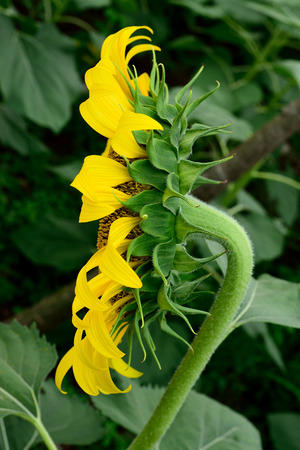 The rough and hairy stem with side view of ray florets of a sunflower.の写真素材