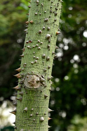 The trunk of kapok tree are crowded with large thorns.の写真素材