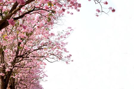 Pink to purple large flowers of Tabebuia trees at Kasetsart University ,Kanpangsaen , Thailand.