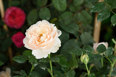 A white rose is symbols of purity , innocence and is a traditional wedding flower.の写真素材