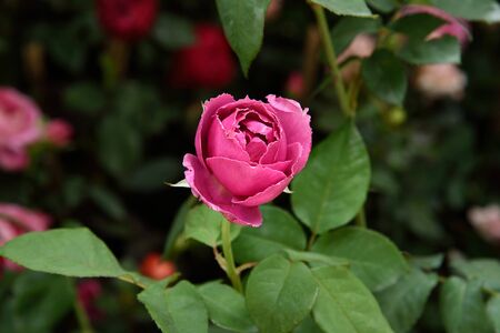 Pink rose is the symbols of happiness , elegance , sweetness and admiration.の写真素材