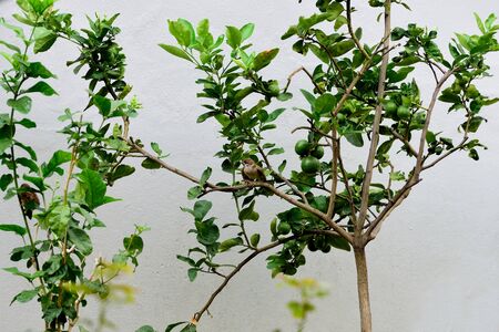 A sparrow , a small passerine bird , perchs on a lemon -  tree branch.