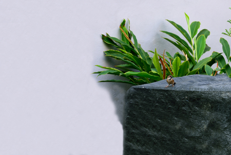 A small , brown - grey bird with short tail and stubby powerful beak .の写真素材