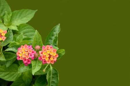 Clusters of lantana camara flowers with each flower has four petals and has tubular shape.の写真素材