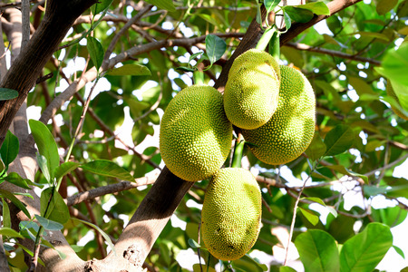 The fruits are hanging from the trunk of jackfruit tree.The tree can produce 100-200 fruits a year.