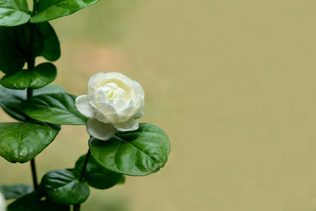 A  jasmine flower in bloom  with characteristic fragranc and blurred background.の写真素材