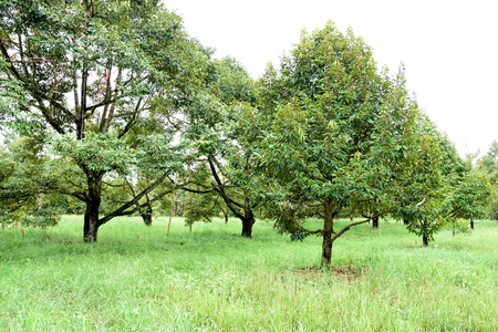 Rows of durian trees lie in rows  on a grass - covered land.の写真素材