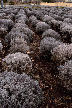 Rows of young lavender shrubs in a Japanese garden.の写真素材