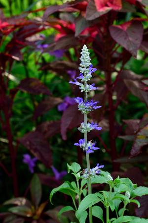 The tall , hairy stems with purple colored flowers in blooms  and  buds.の写真素材