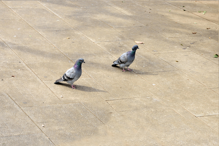 Pigeons are often found in pairs and are abundant in cities throughout of the world.の写真素材