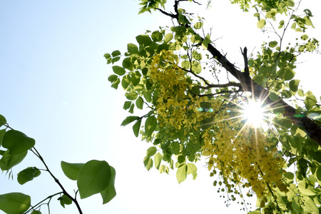 The pendulous racemes of Cassia flowers with yellow petas and pungent odor.の写真素材